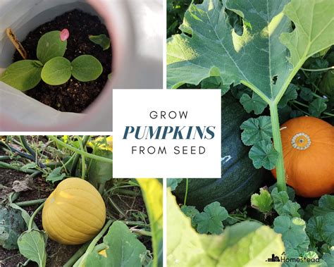 Growing Pumpkins: How to Plant, Grow & Harvest.